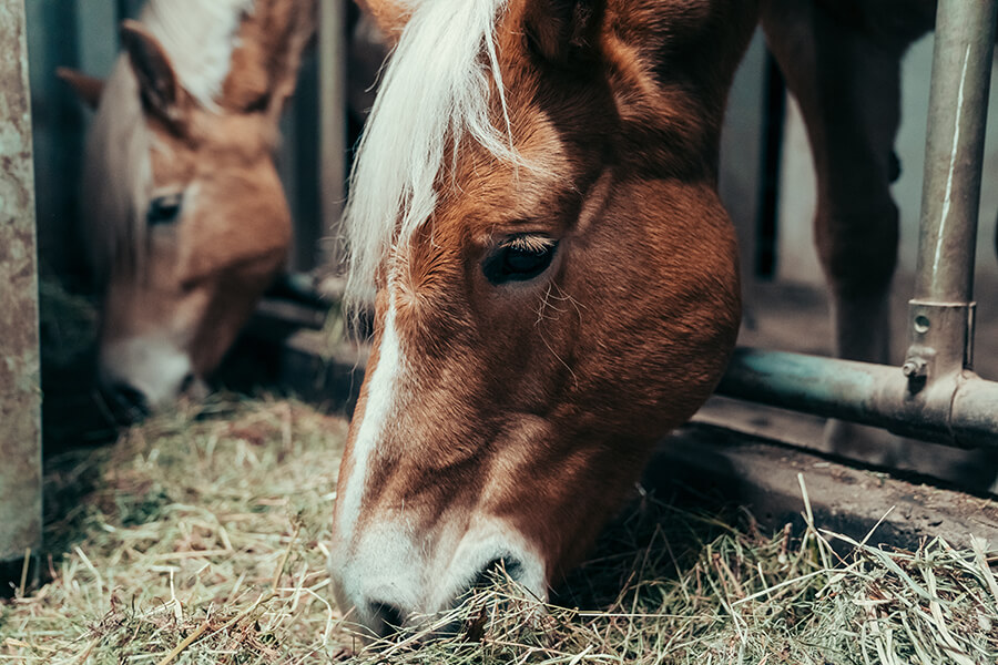 Pferd – Landwirtschaft